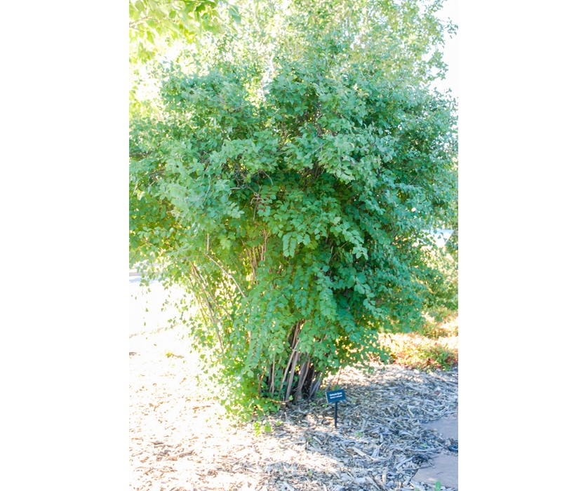 Van Houtte Spirea